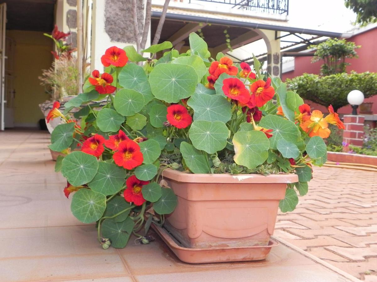 Petite Flower Guest House Talata-maty Εξωτερικό φωτογραφία